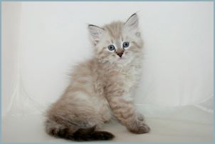 Male Siberian Kitten from Deedlebug Siberians